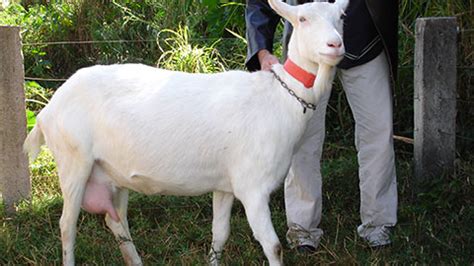 Curso Criação de Cabras Leiteiras Cria Recria e Produção de Leite