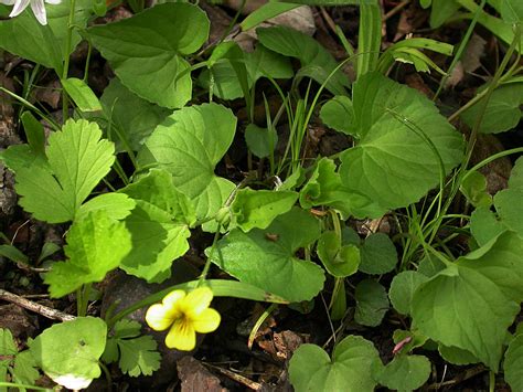 Viola Pubescens Violaceae Image 11322 At PhytoImages Siu Edu