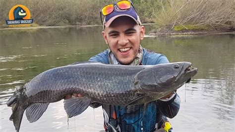 Pescando Tornasoles En Final De Temporada Pesca De Tarariras Tornasol