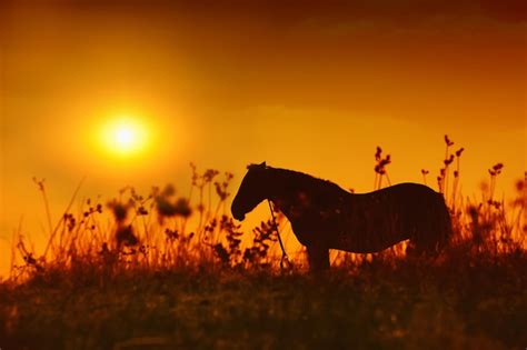 Premium Photo | Horse silhouette at sunset