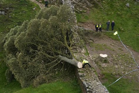 L Albero Di Robin Hood Stato Crudelmente Abbattuto Era Tra I Pi