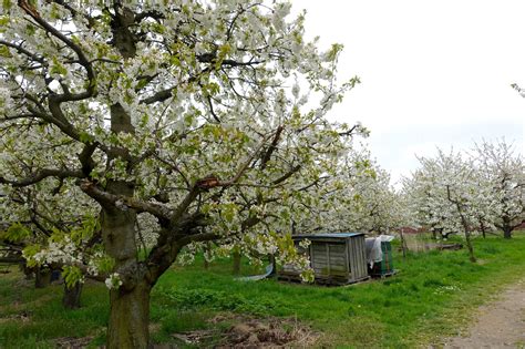 Apfelbl Te Altes Land Zur Apfelbl Te Im Alten Land Niedersachsen