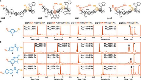 Head To Side Chain Cyclization Proceeds With Diverse Peptides And