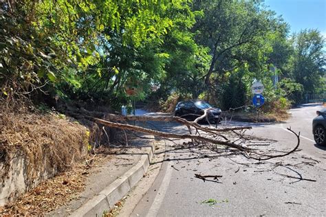 Raffiche Di Vento Forte Su Napoli 7 Alberi Crollati In Strada O