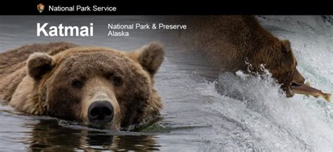 Katmai National Park and the Quest to Become the Fattest Fat Bear ...