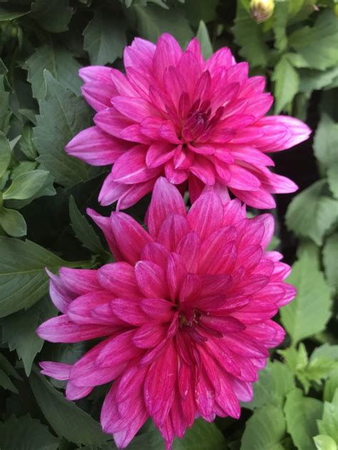 Hypnotica Electric Pink Dahlia Domann S Plants