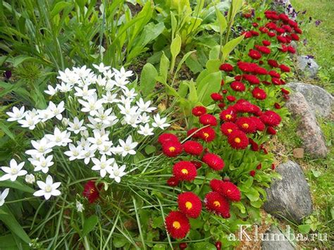 Растения для альпийской горки - Клумбы и ландшафтный дизайн