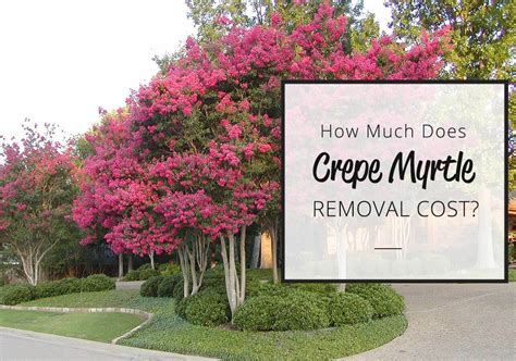 Crepe Myrtle Removal Cost 2025 Pricing Guide