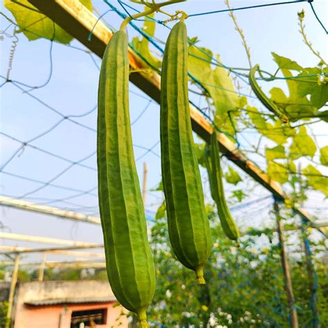 Buy Best Quality Ridge Gourd Luffa Or Turai Seeds Online