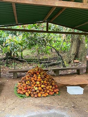 Experiência Dengo Origem percorre caminhos do cacau ao chocolate