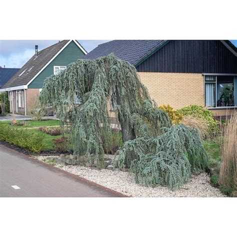 Buy 1 Gal Weeping Blue Atlas Cedar Tree With Elegant Drooping Limbs