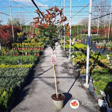 Photinia X Fraseri Red Robin Multi Steam