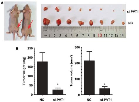 Effect Of Pvt On The Growth Of Xenografts In Nude Mice A Xenografts