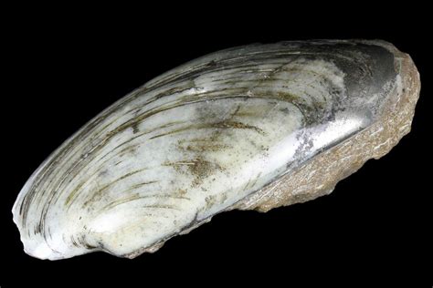 5.6" Polished Jurassic Bivalve (Cardinia) Fossil - England (#177061 ...