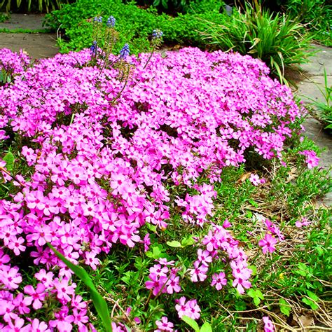 Emerald Pink Creeping Phlox For Sale Online The Tree Center