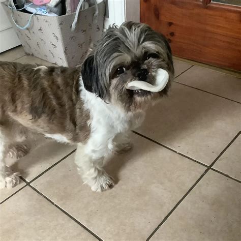 Molly the Shih Tzu: A Purina Owner Story | Purina UK