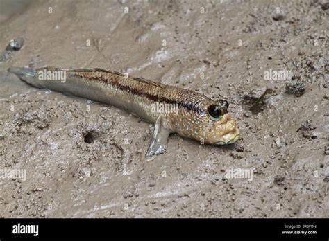 Giant Mudskipper Periophthalmodon Schlosseri Amphibious Fish