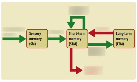 Psychology Memory Multi Store Model Diagram Quizlet