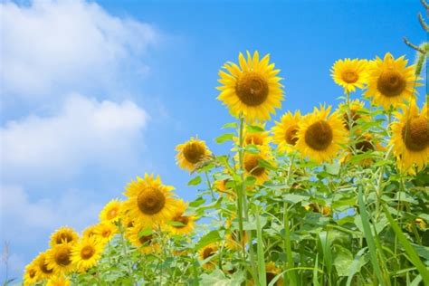 夏に咲く花15選〜四季の花、夏編〜｜季節の花々 四季の美