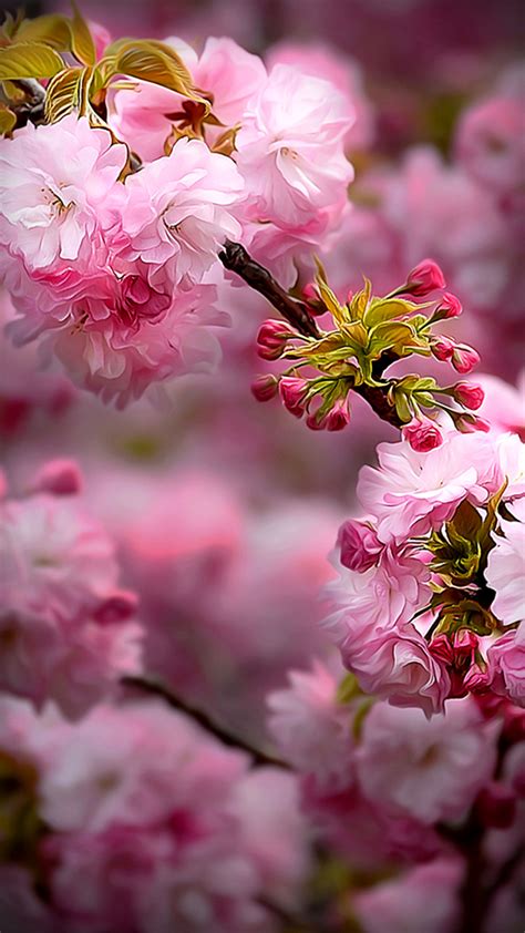 15 Perfect Spring Wallpaper Hd Phone You Can Download It For Free