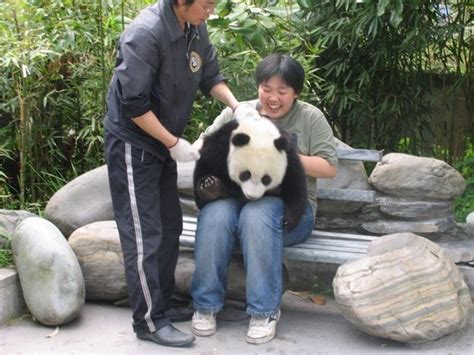 ปกพนโดย Patnida Panda ใน 2 Wolong Nation Nature Reserve Giant Pandas