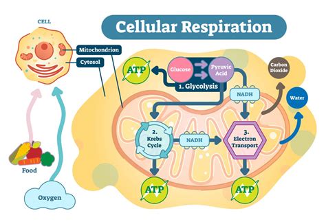 Cell Biology Biology Online Tutorial