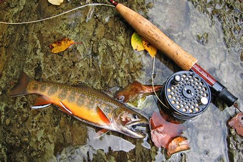 13 Top Rated Rivers And Lakes For Trout Fishing In West Virginia Planetware