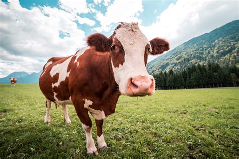 Brown and White Cow in Pasture Free Stock Photo | picjumbo