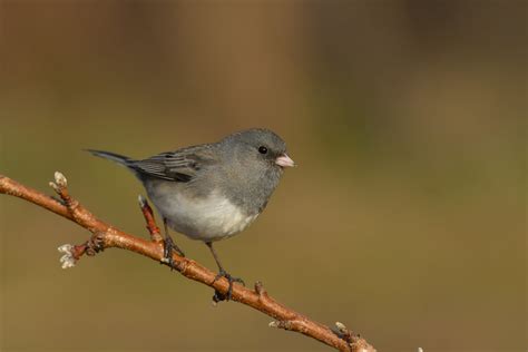 Slate Colored Junco Jonathanirons Flickr