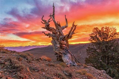 Sunset at Ancient Bristlecone Pine Forest Pyrography by Javier Flores