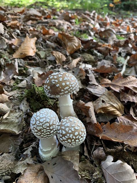 Amanita Pantherina L Amanite Panth Re Vallerois Le Bois Flickr