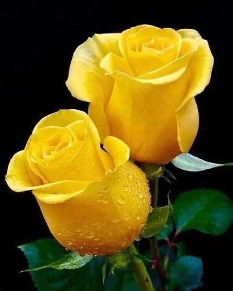 Pin By Mussol Carlos Cordero On Flowers Beautiful Rose Flowers