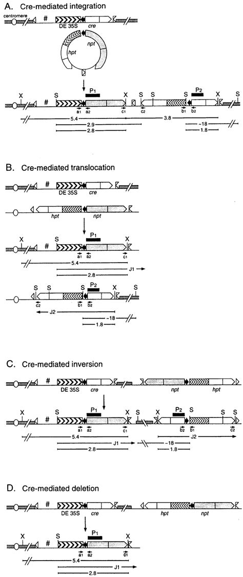 Ad Schematic Representation Of Cre Mediated Recombination Events That