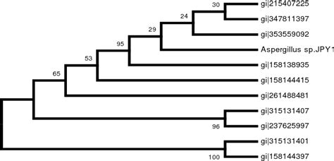 Figure 1 From Antioxidant Activity Of Fungal Endophytes Isolated From