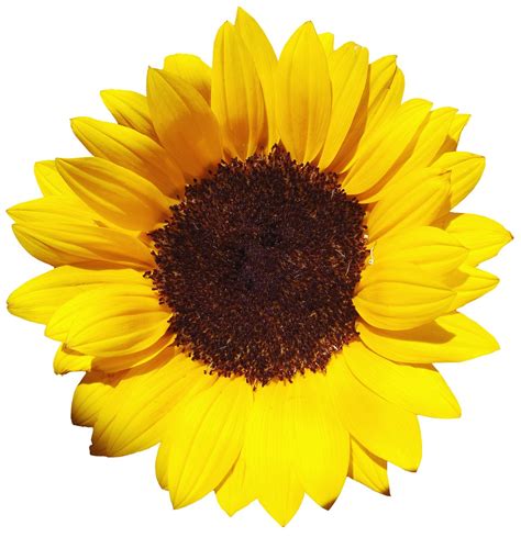 Free Sunflower Stock Photo - FreeImages.com