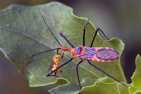 New Backyard Bug Milkweed Assassin Or Chalcid Wasps As Prey Items