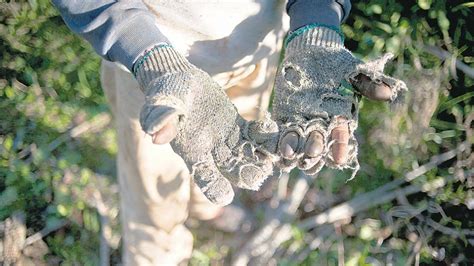 La AFIP denunció casos de explotación laboral rural en Buenos Aires