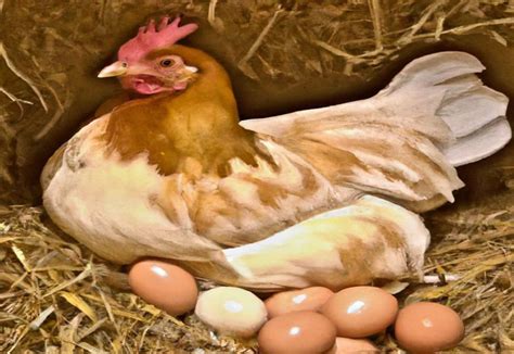 When Do Buff Orpington Chickens Start Laying Eggs