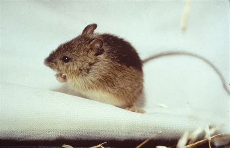 Five Toed Pygmy Jerboa