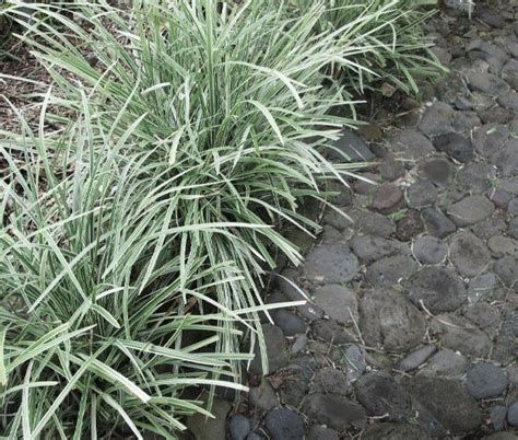 Ophiopogon Japonicus Silver Mist Silvery Mondo Grass Buy Online