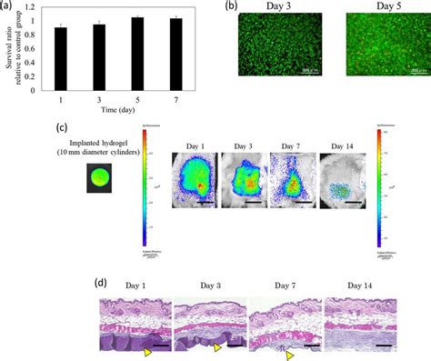 Evaluation Of In Vitro And In Vivo Biocompatibility Of Photocrosslinked