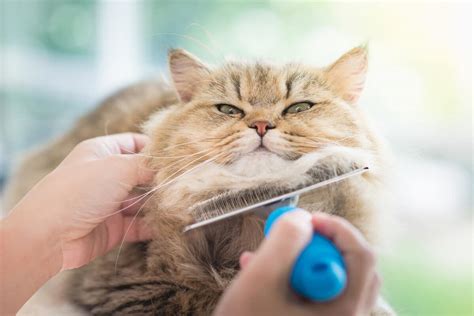 How To Choose The Best Cat Brush I The Discerning Cat