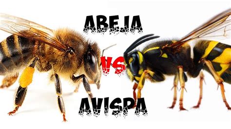 Abeja Vs Avispa Leer Descripcion Youtube