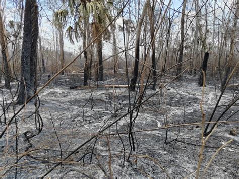 Feroz Incendio Arrasa Con Fauna Y Hect Reas De Vegetaci N En Jos Mar A