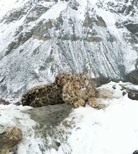 Rare snow leopard cubs spotted in northern Pakistan