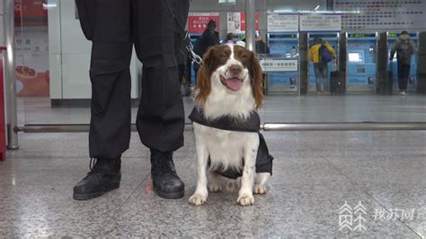 新春走基层丨我和我的警犬“战友” 我苏网