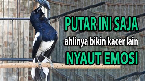 Suara Burung Kacer Gacor Ngeplong Tarung Konslet Paling Ampuh Buat