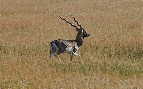 Blackbuck National Park Velavadar, Timings, Entry Fee, Activities