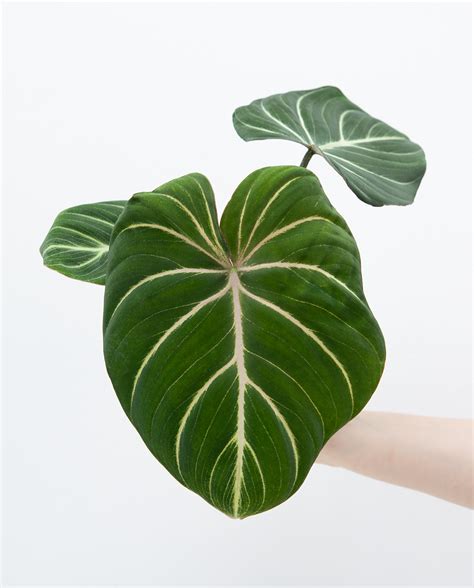 Philodendron Gloriosum Zebra Online Kaufen Farnwerk Design Lebt