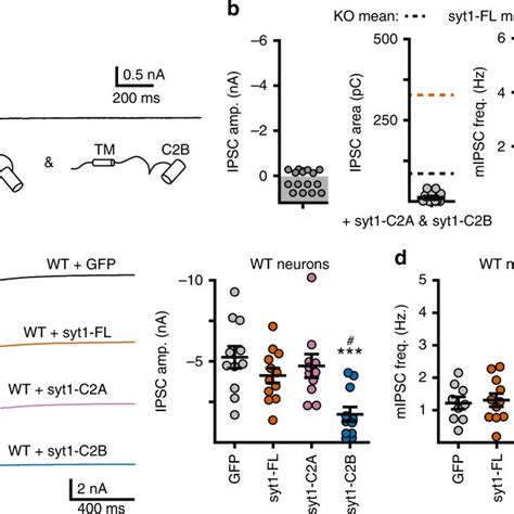 The Syt C B But Not Syt C A Rescues The Rrp In Syt Ko Neurons